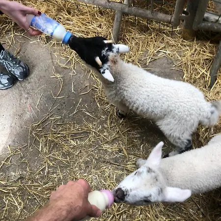 Lantgård Old Irish Dingle