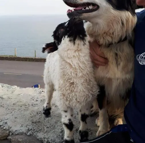 Çiftlik konaklama Old Irish *