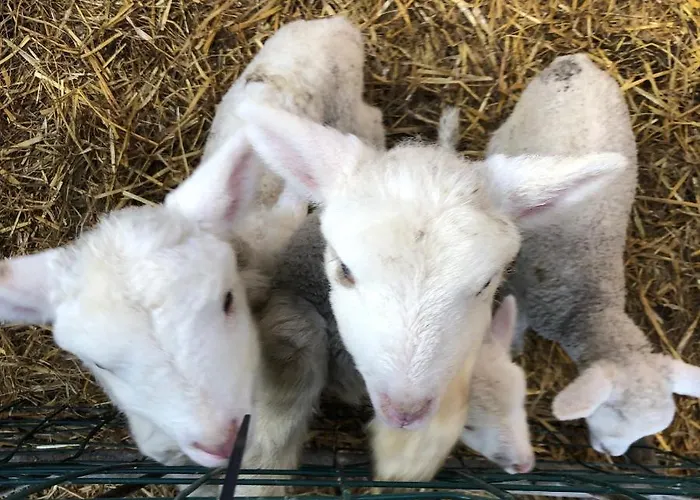 Old Irish Séjour à la ferme