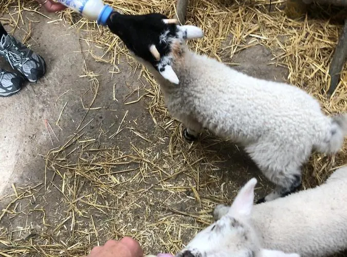 Séjour à la ferme Old Irish Dingle